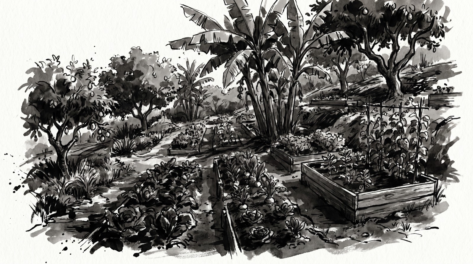Ink illustration of crop gardens
